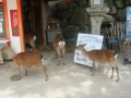 Miyajima